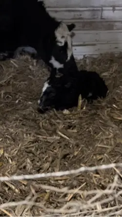 🐄 