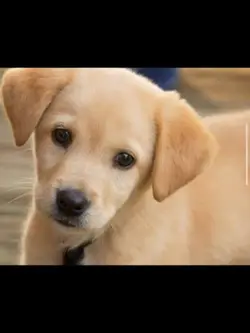 Most dogs…