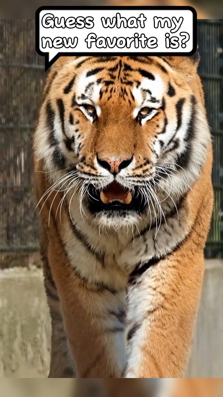 Exibição de ferramentas engraçadas para animais de estimação no estilo TT