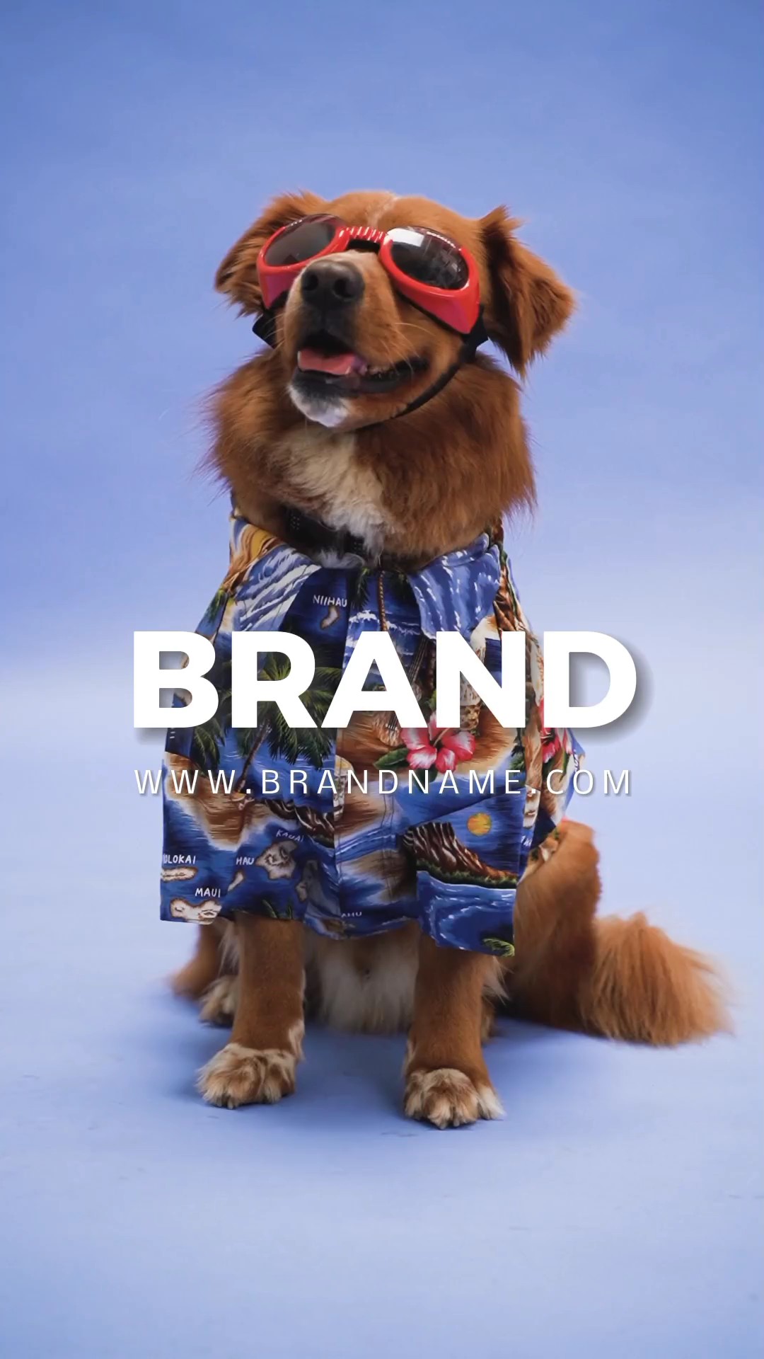 Promoção do Dia do Animal de Estimação