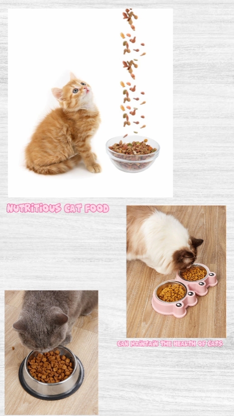 고양이 사료 홍보