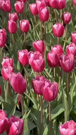 beautiful flower