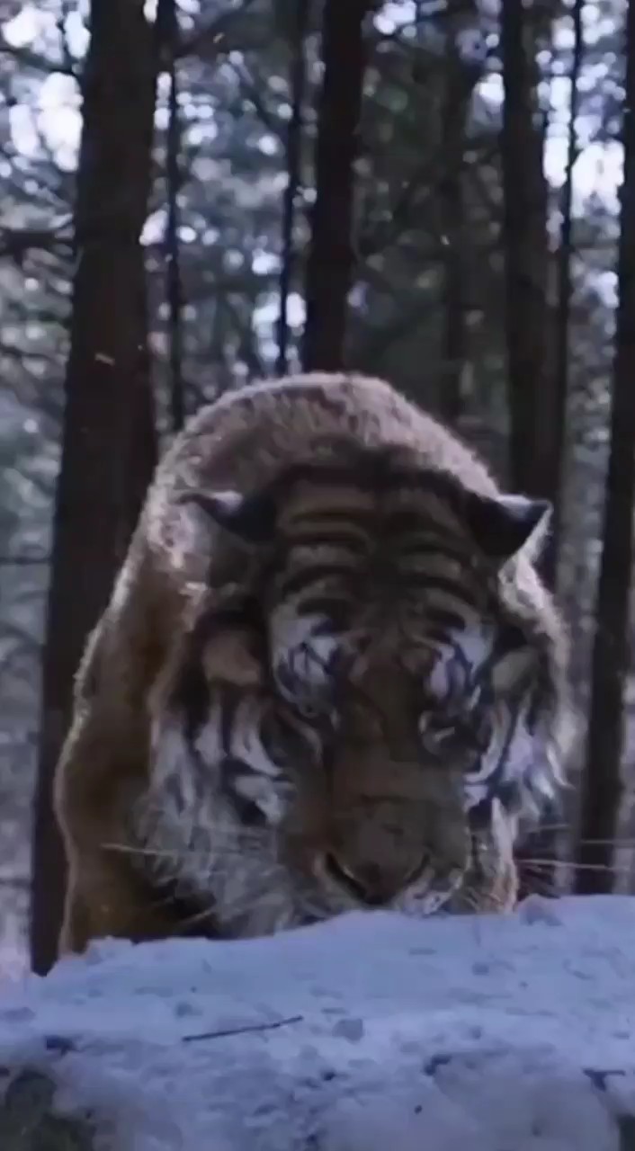 Strenght  Lion