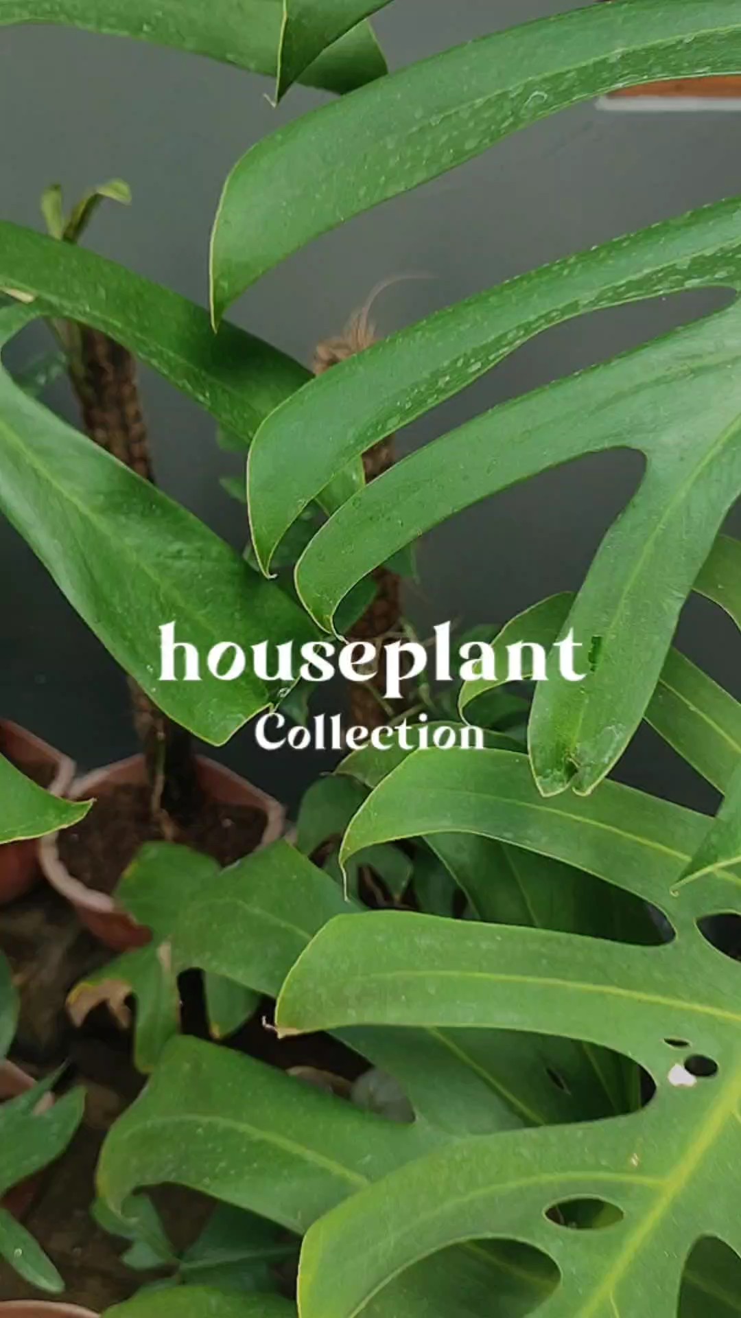 Koleksyon ng houseplant