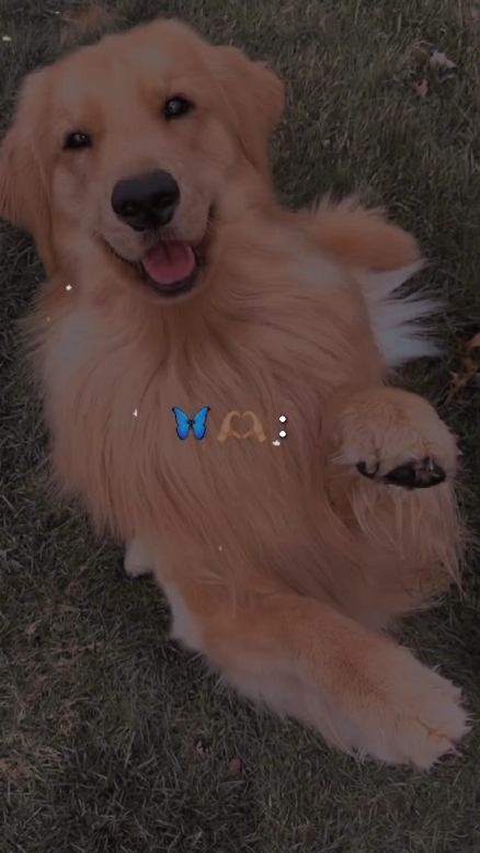 Mi mascota 