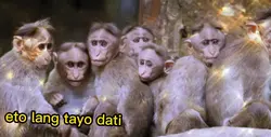 #monkeyglowup #memes