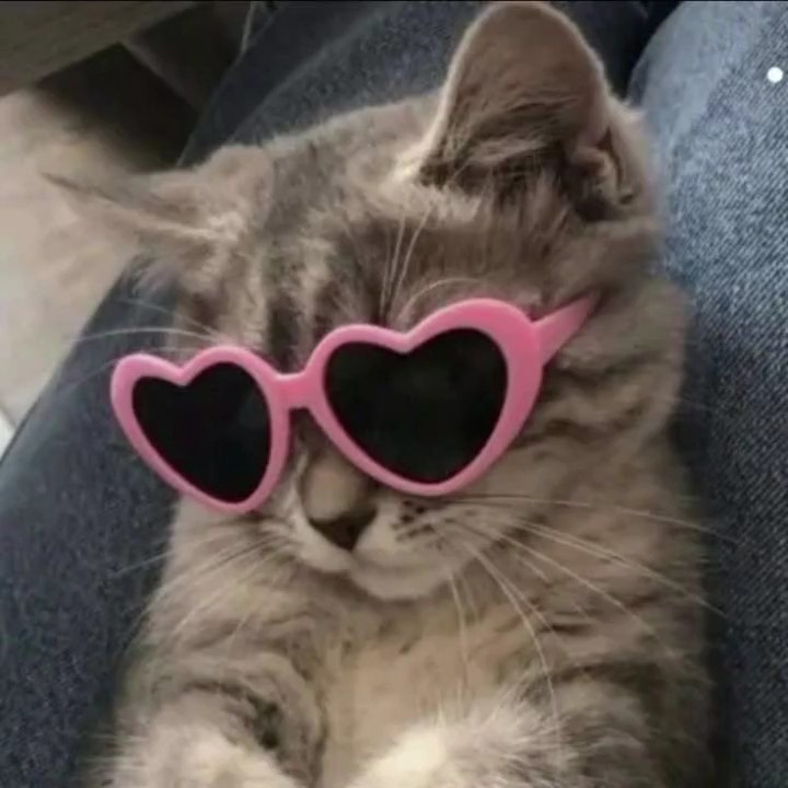 Katze