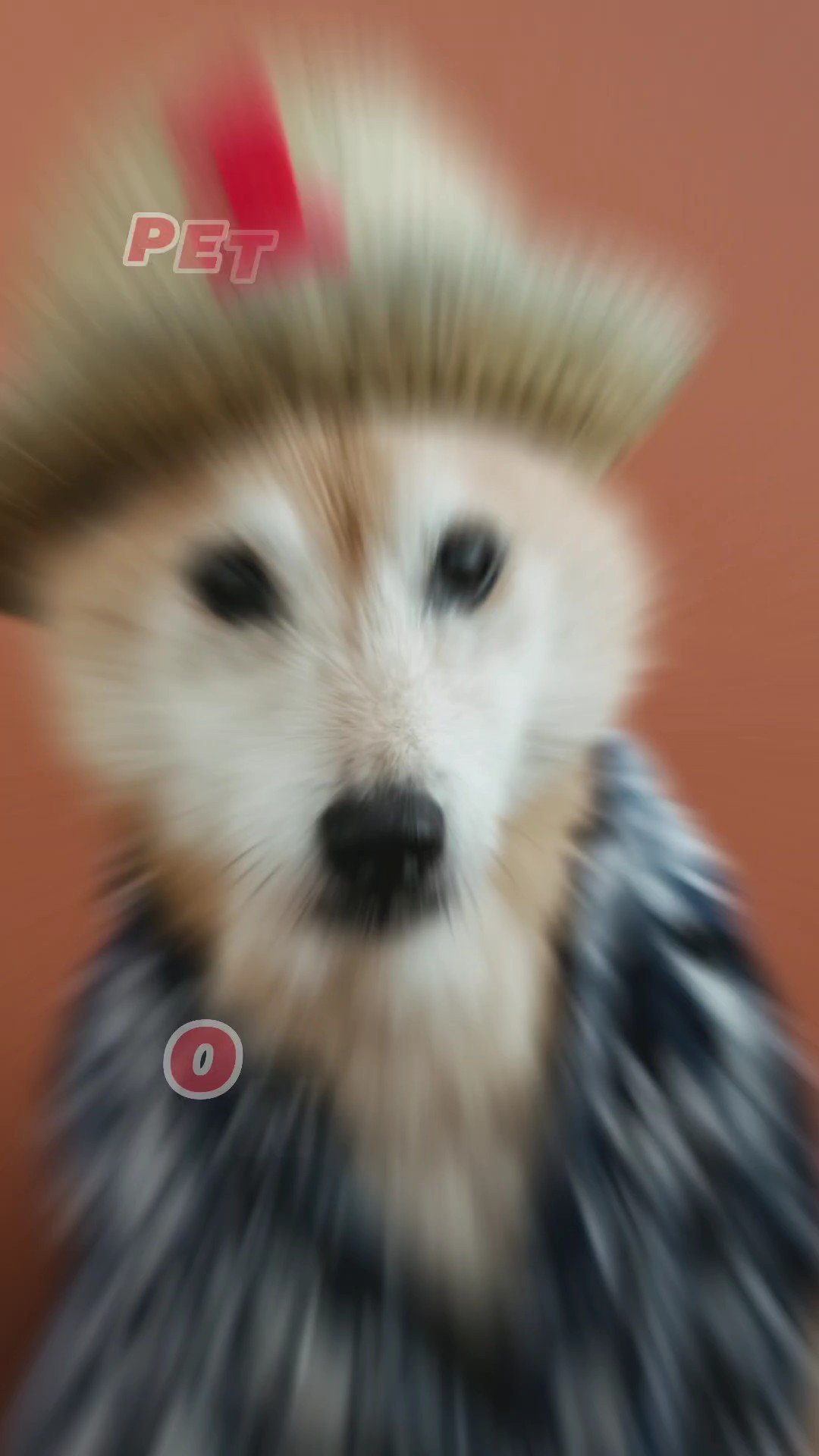 Ropa para mascotas Venta del día de las mascotas

