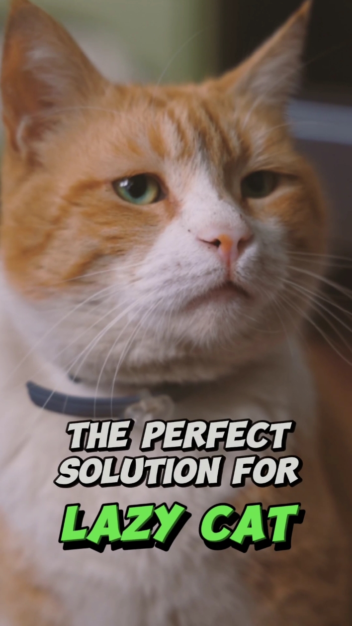 Panimulang Simula Beat Matching Cat Toys