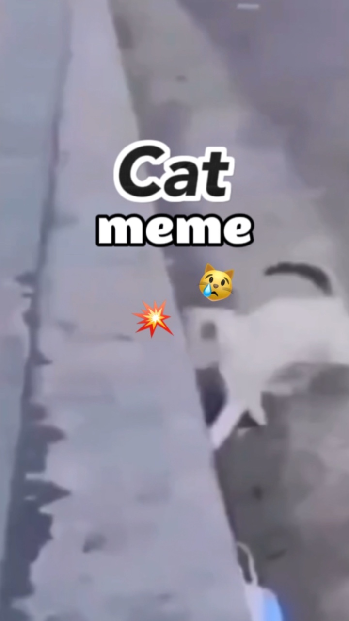 meme kucing