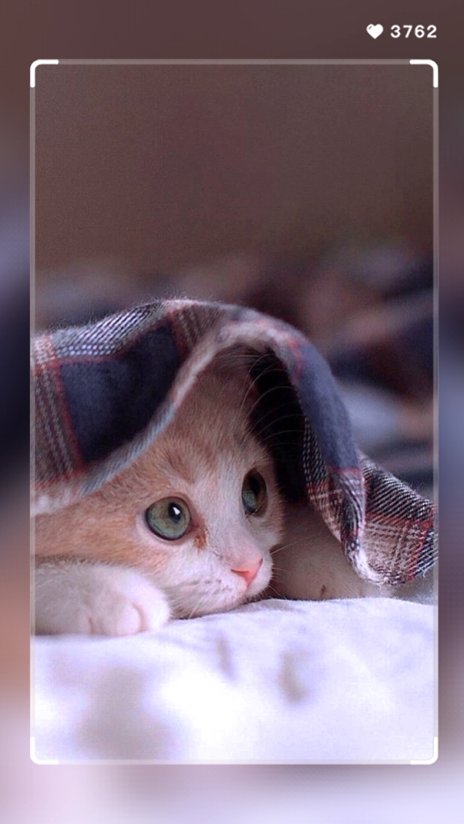 kucing saya
