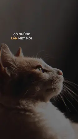 Mẫu lyrics