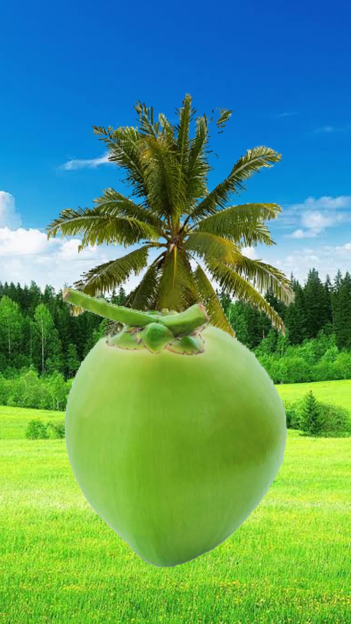 Kelapa