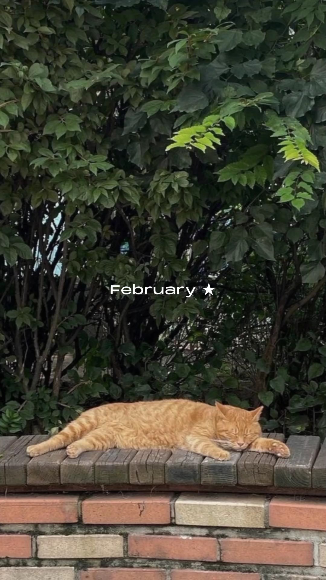 Volcado de febrero