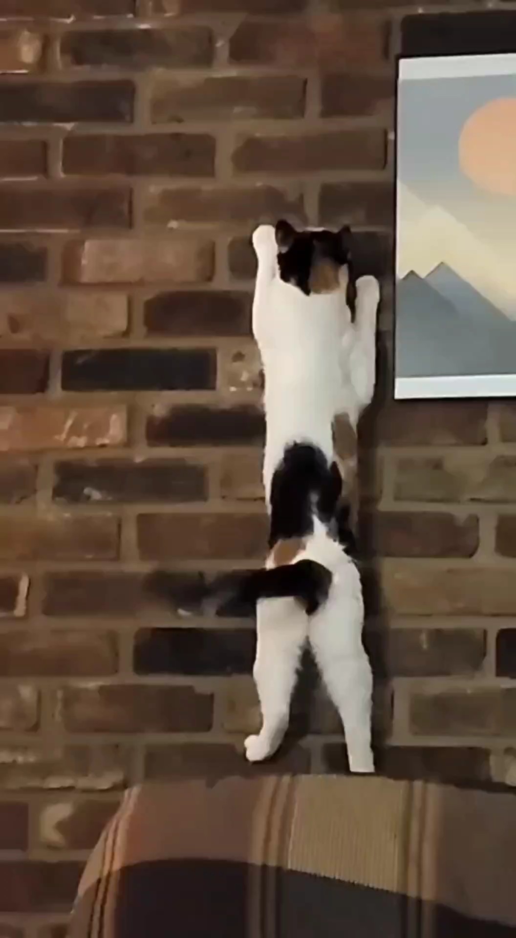 mission cat