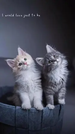 Kucing lucu