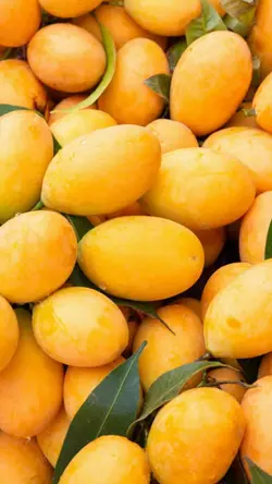 Marian Plum Mango