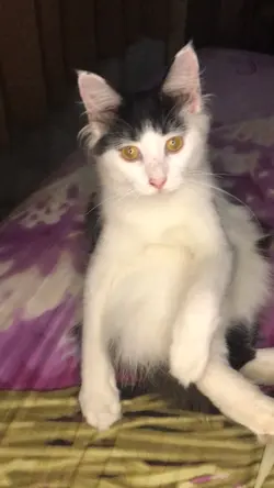 My cat rip