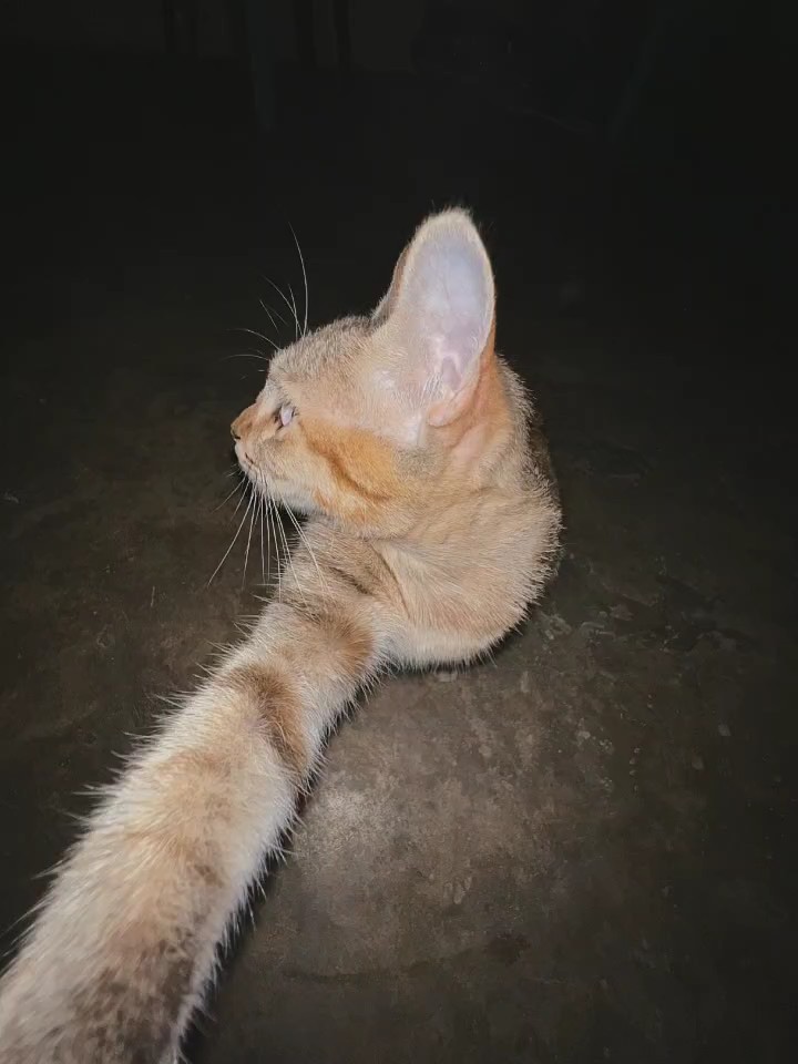gerakan berhenti