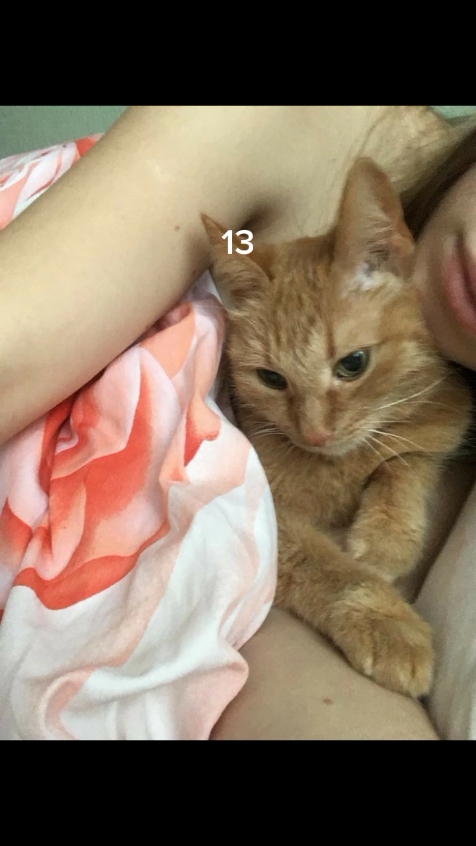 Chat | 13