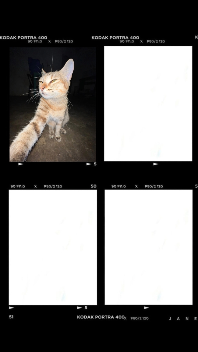 Película fotográfica
