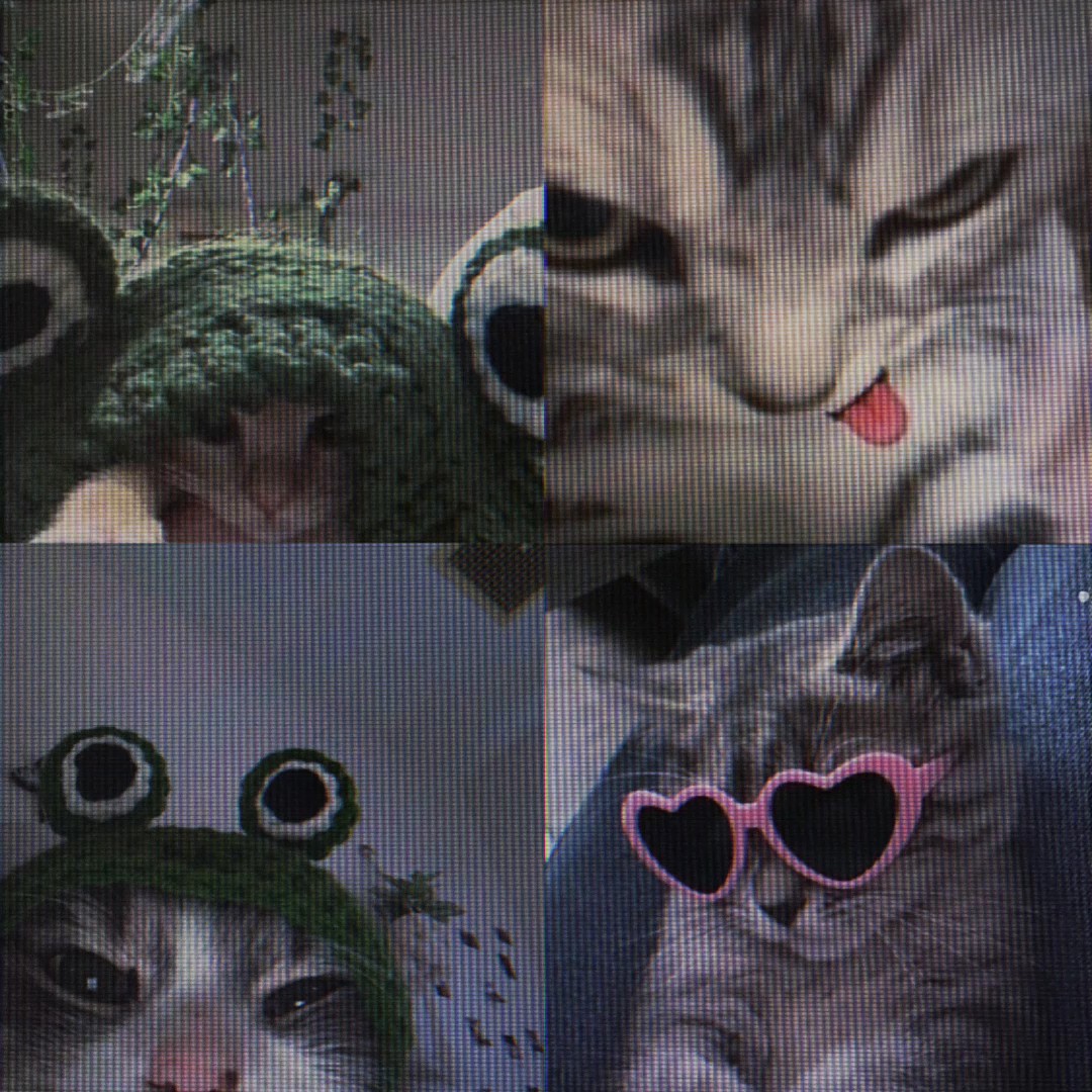 Lindo gato