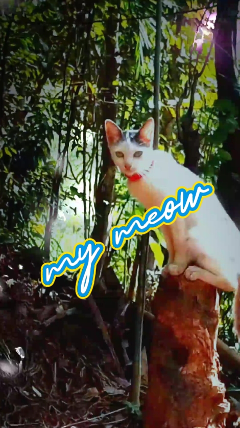 my Cat
