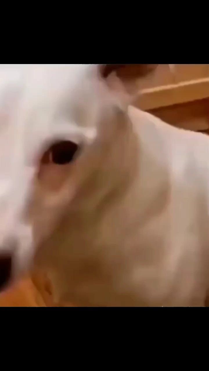 Resing de perros