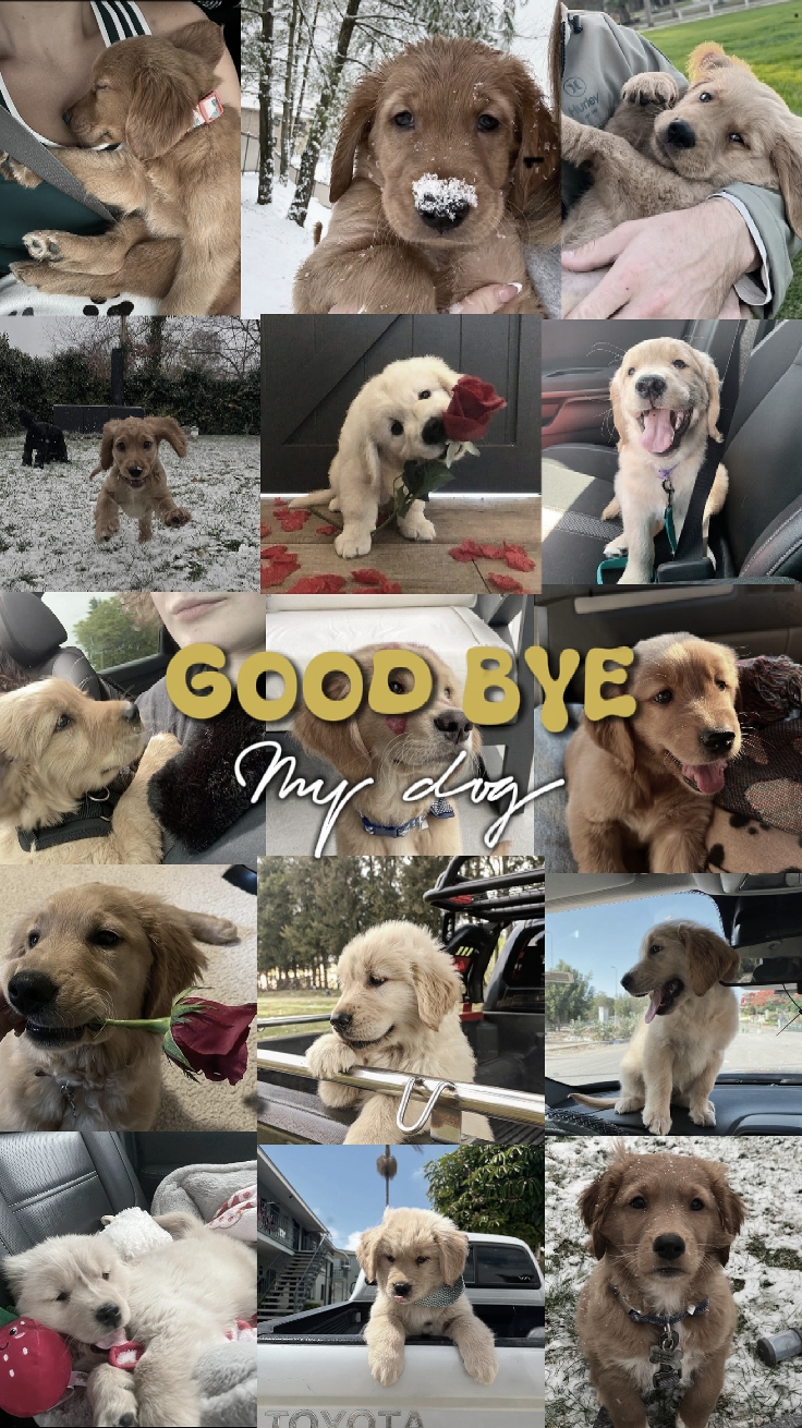good bye my dog