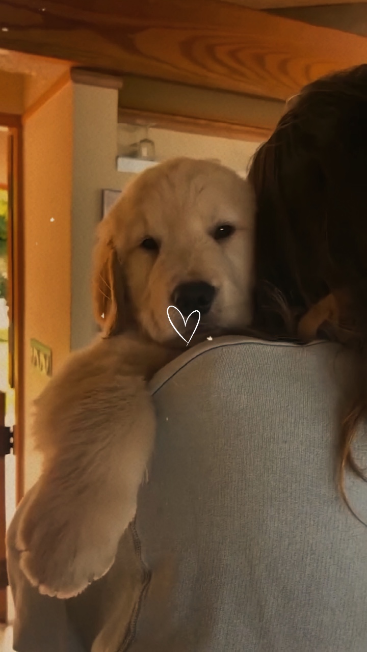 Amor de mascotas