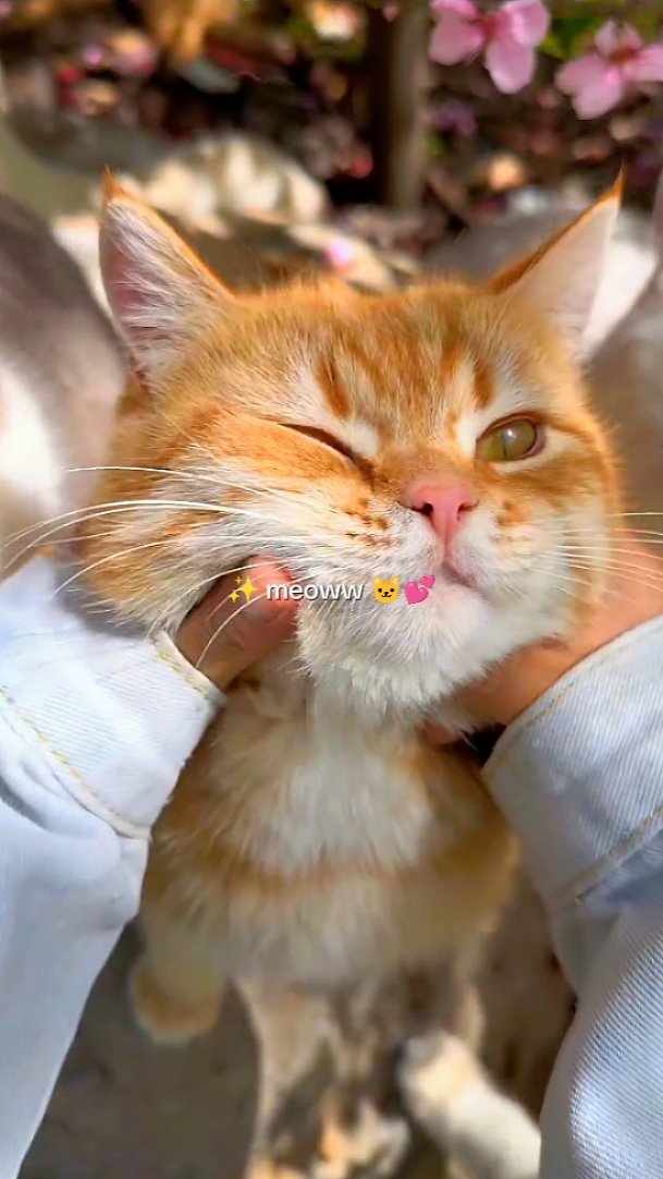 Miau miau 