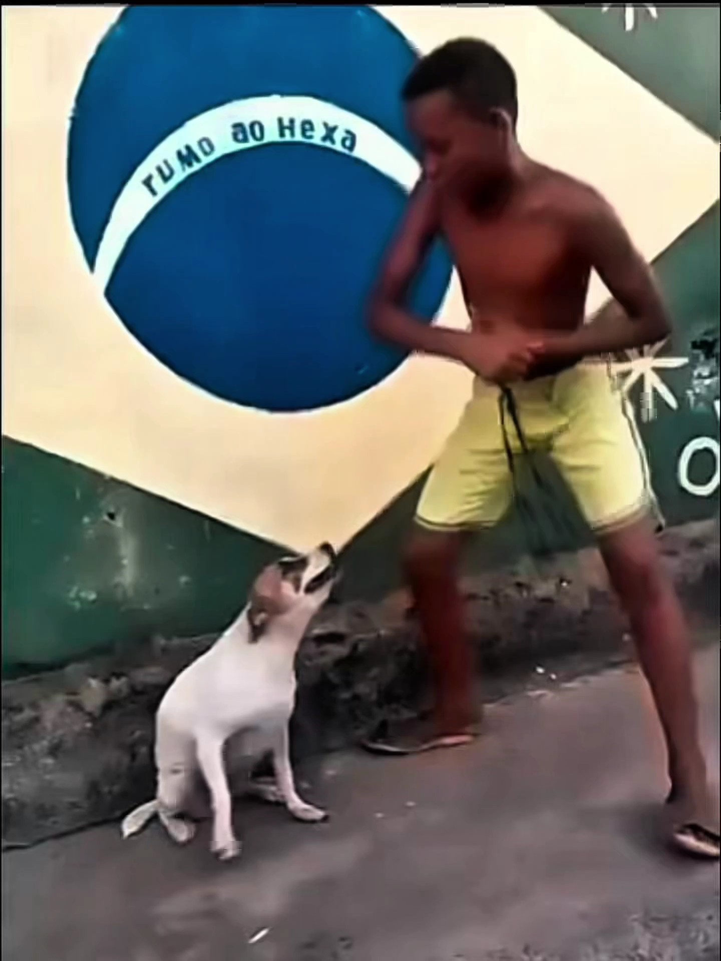 Tendencia de perros 