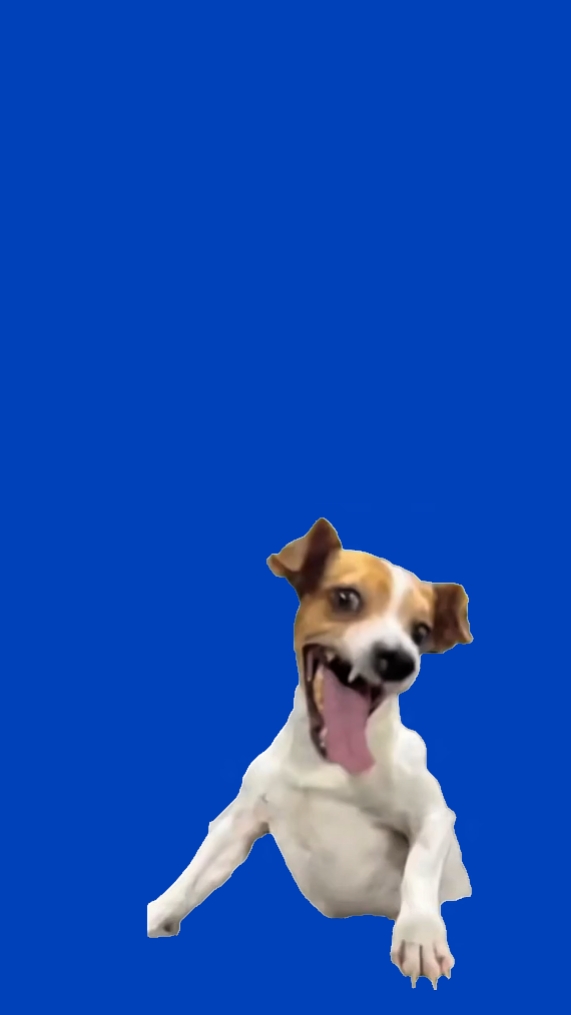 Hund Meme