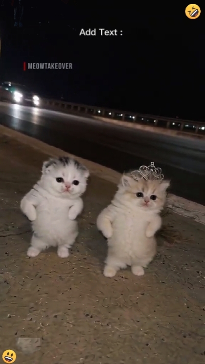 Kucing menari