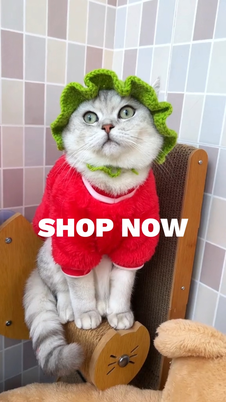 Vente publicitaire pour les animaux de style Toktok


