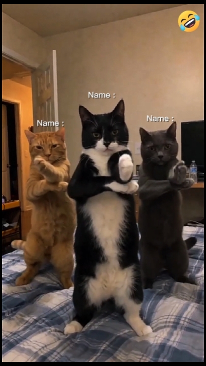 Dans Eden Kedi Trendi