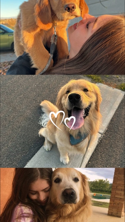 My pets