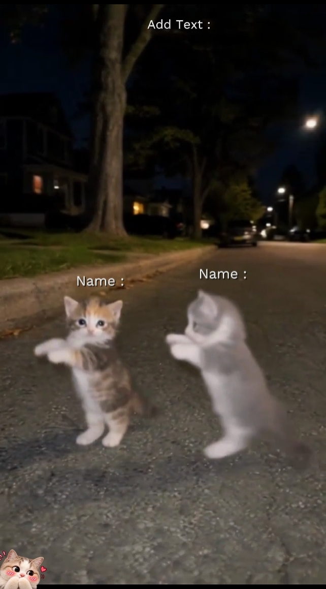 Dans Kedi Trendi 