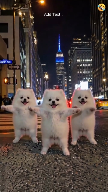Dans köpeği sevimli