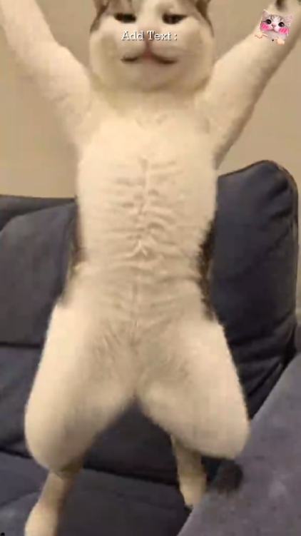 Lindo gato