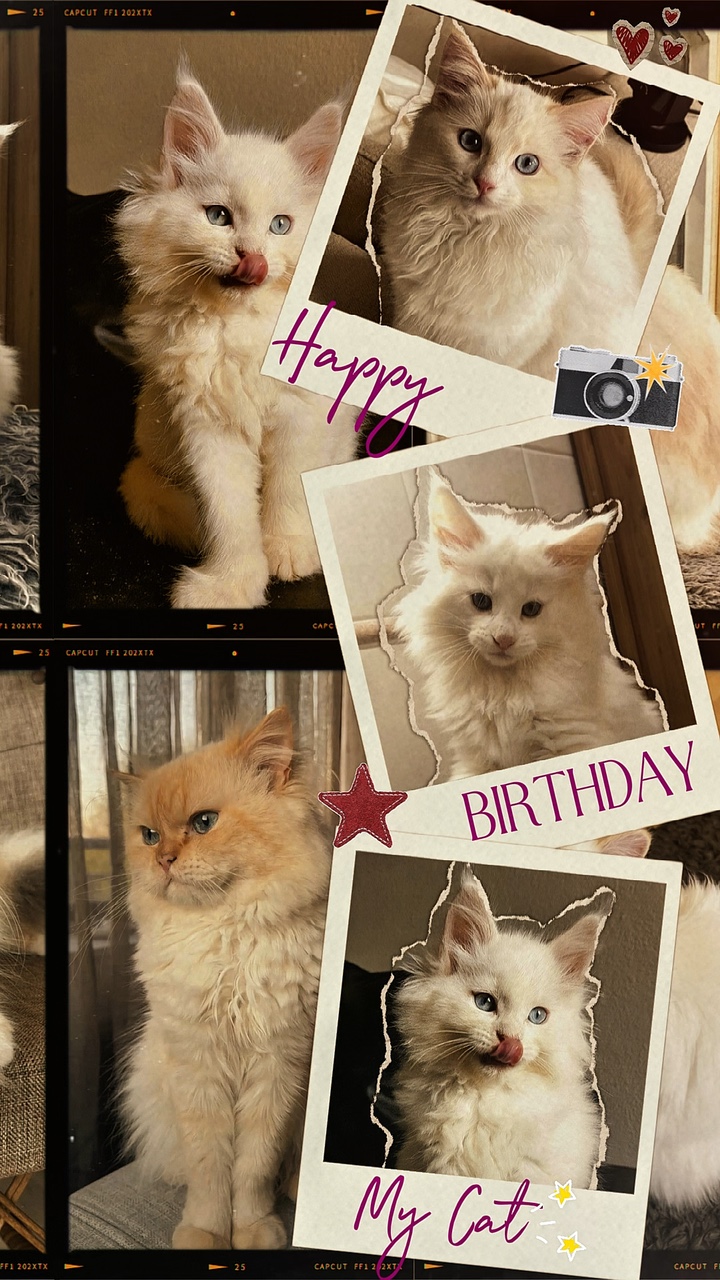 Feliz aniversário gato