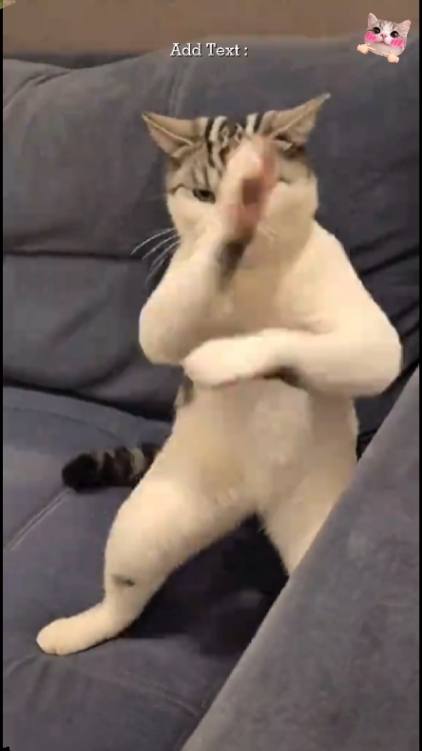 Cute Cat