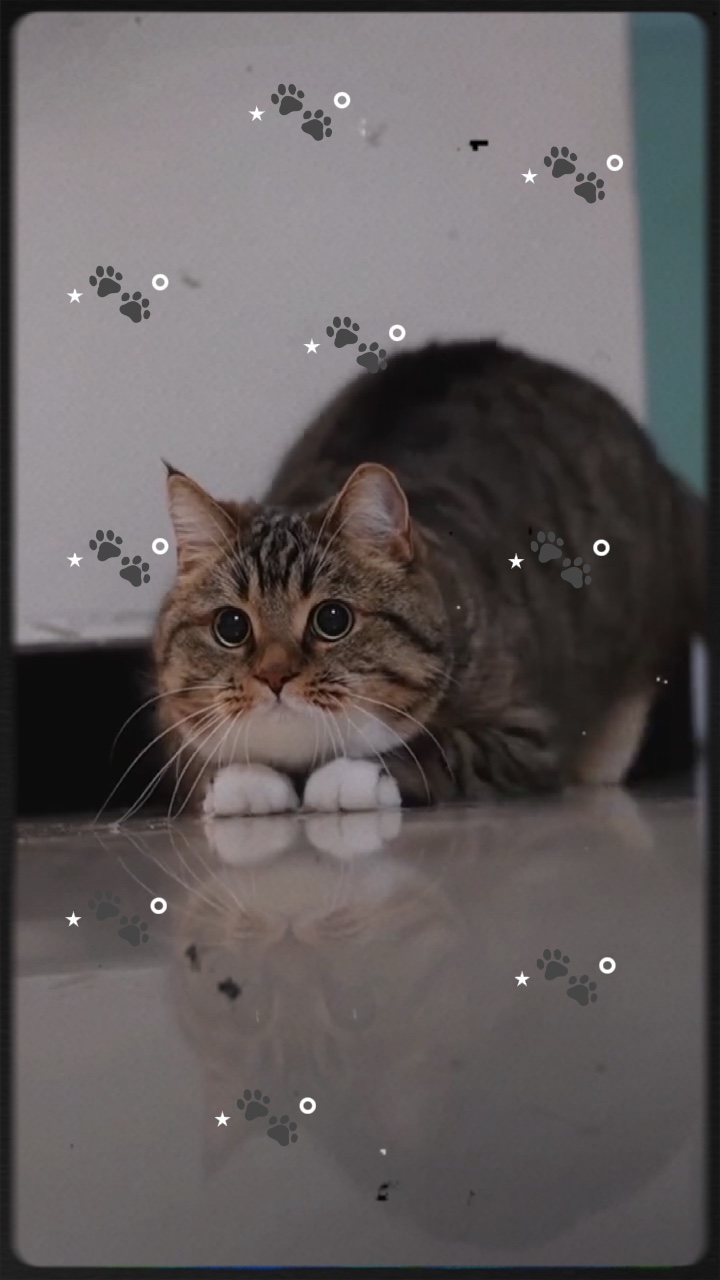 내 새끼 고양이