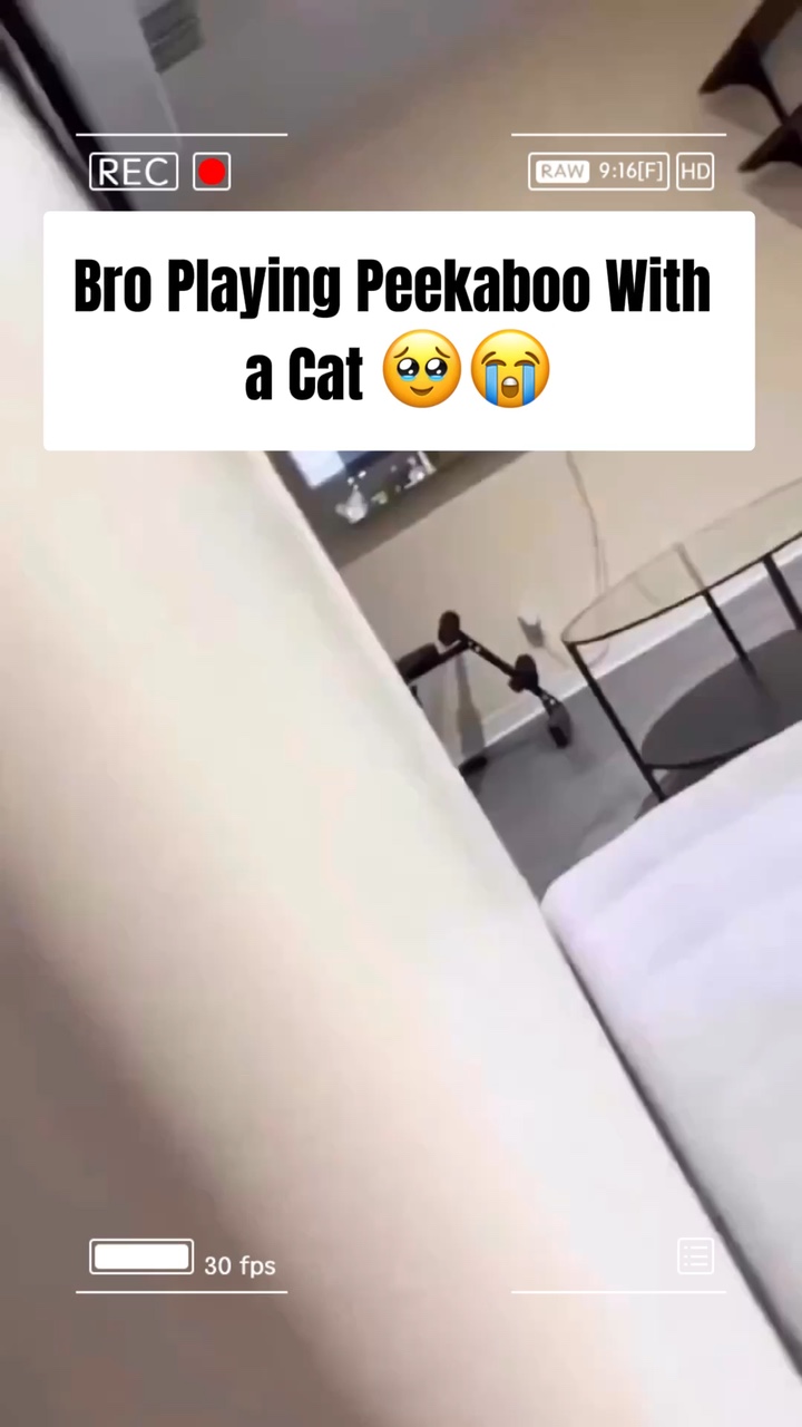 Traje de moda para mascotas Estilo TikTok de ritmo divertido
