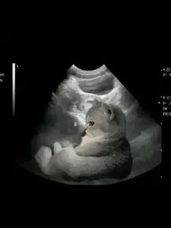 PREGNANT CAT 