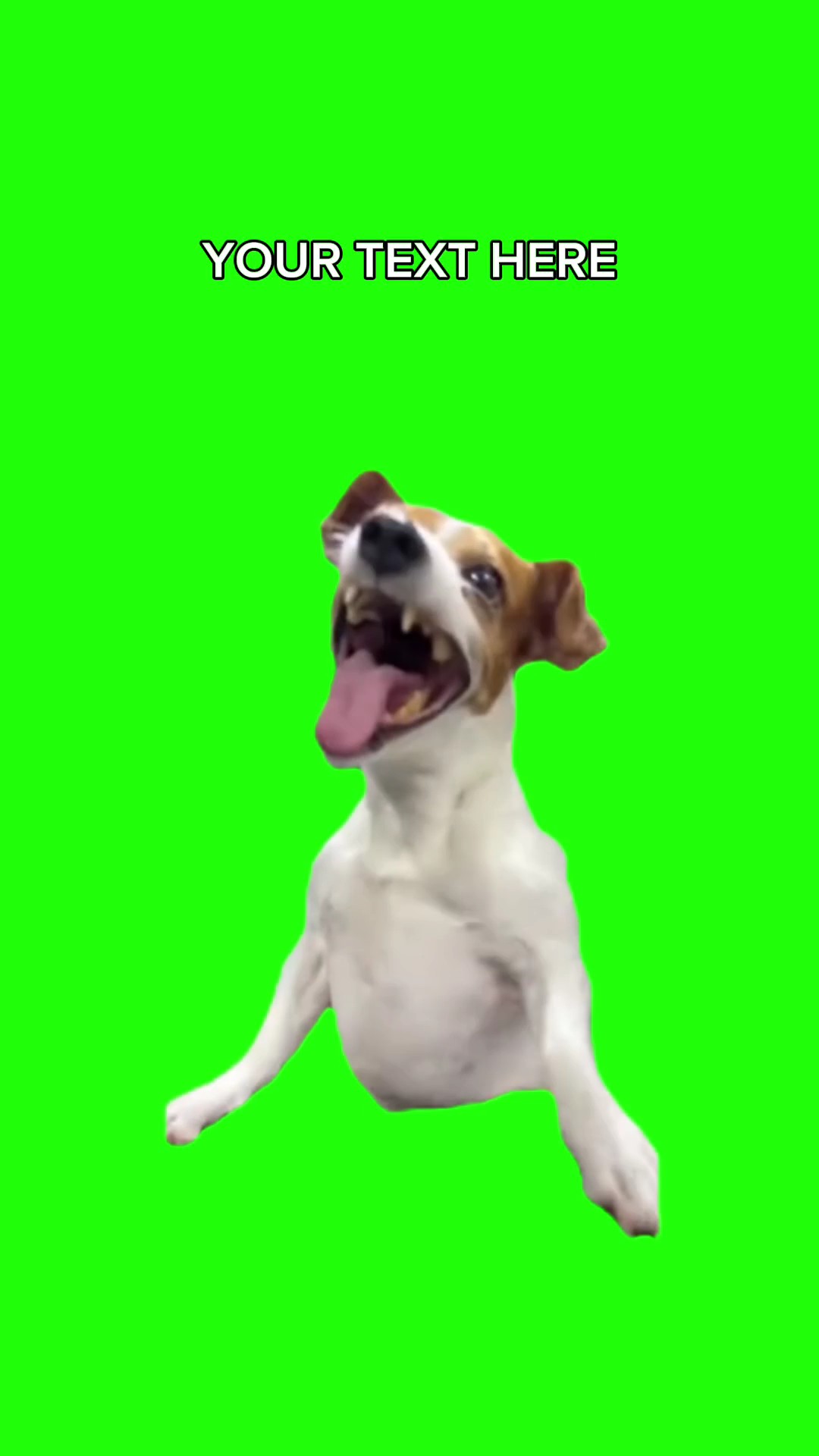 MEME DE PERRO RIENDO