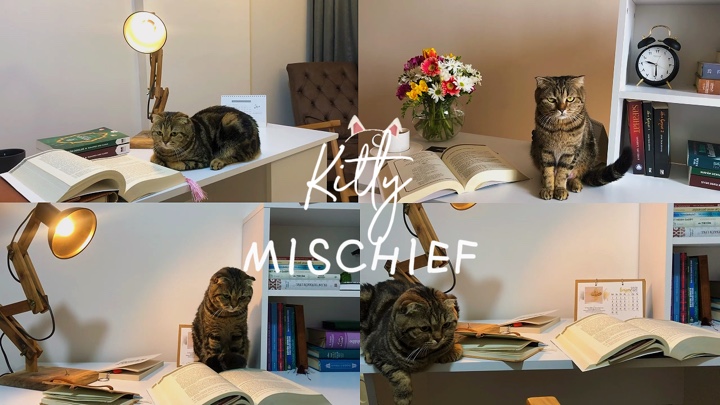 Kitty Kenakalan Lucu