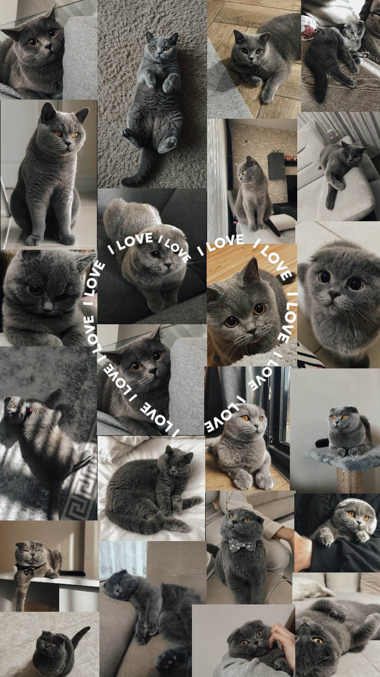 당신의 고양이