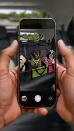 Cadeira Pet Carro