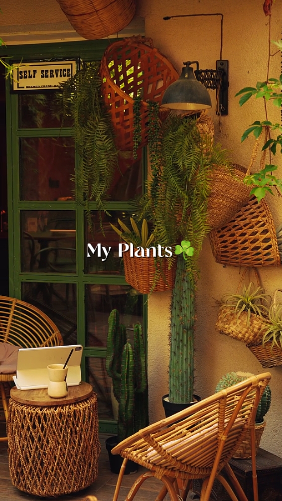 Minhas Plantas 